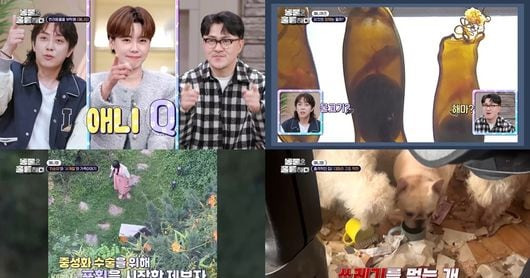 식용견 업자 반려견 목욕탕 운영으로 바뀐 멋진 사연